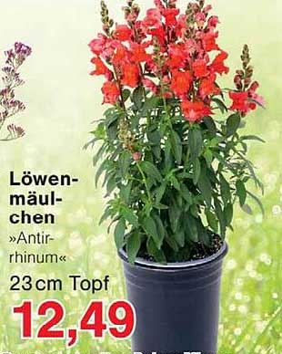 Löwenmäulchen »Antirrhinum« 23 cm Topf