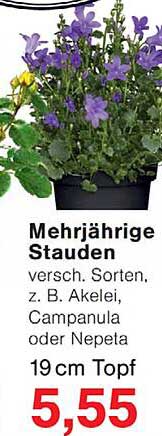 Mehrjährige Stauden