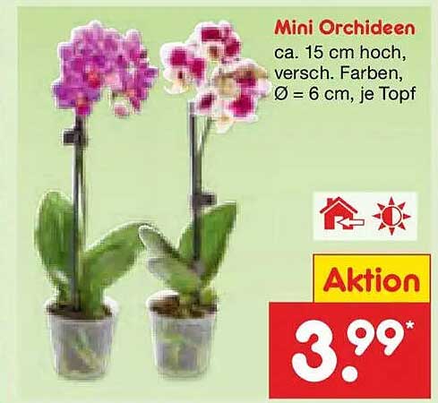 Mini Orchideen