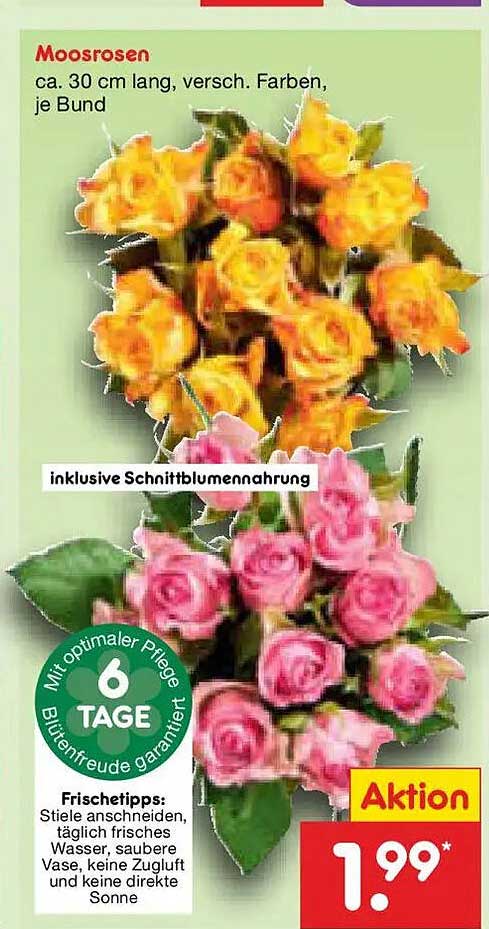 Moosrosen ca. 30 cm lang, versch. Farben, je Bund