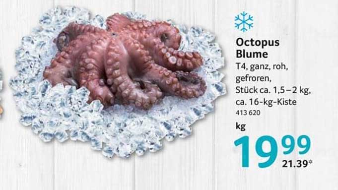 Octopus Blume