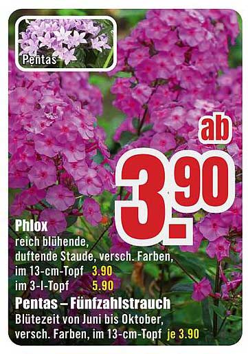 Pentas – Fünfzahlstrauch