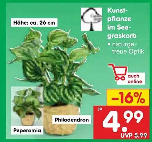 Philodendron