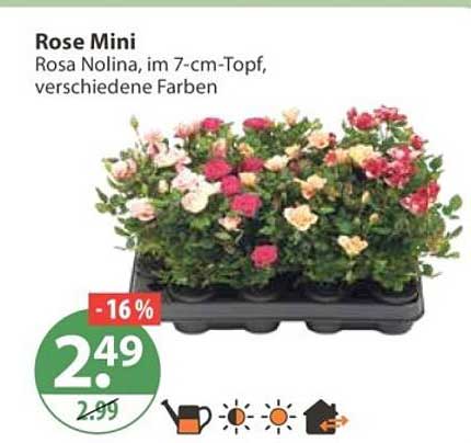 Rose Mini