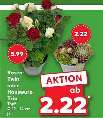 Rosen-Twin oder Hauswurz-Trio Topf Ø 12 - 14 cm je