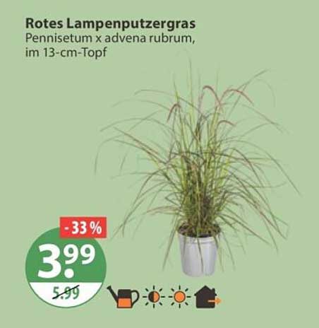 Rotes Lampenputzergras