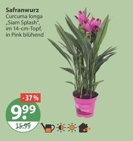Safranwurz Curcuma longa „Siam Splash“ im 14-cm-Topf, in Pink blühend