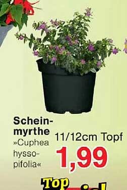 Schein-myrthe »Cuphea hyssopifolia« 11/12cm Topf
