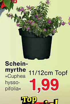 Schein-myrthe »Cuphea hyssopifolia« 11/12cm Topf