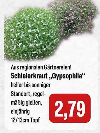 Schleierkraut „Gypsophila“