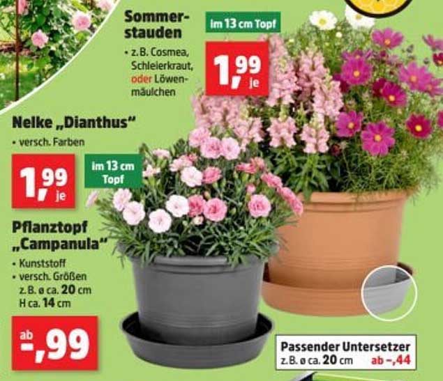 Sommerstauden