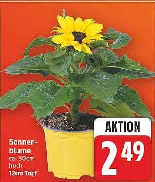 Sonnen-blume ca. 30cm hoch 12cm Topf