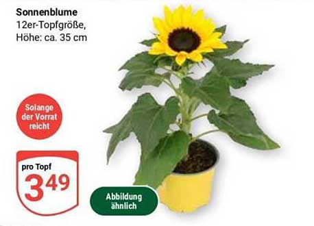 Sonnenblume