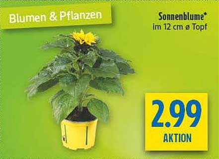 Sonnenblume im 12 cm Ø Topf