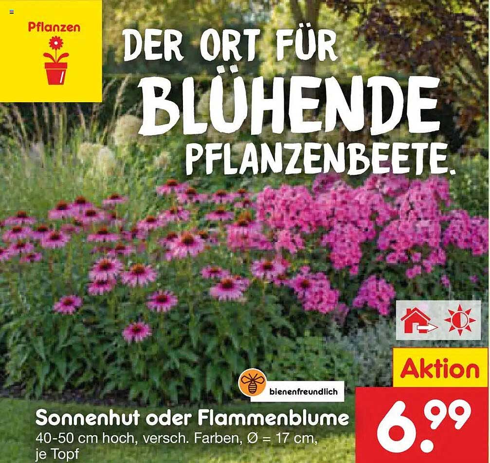 Sonnenhut oder Flammenblume