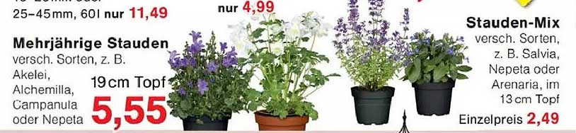 Stauden-Mix versch. Sorten, z. B. Salvia, Nepeta oder Arenaria, im 13cm Topf