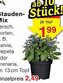 Stauden-Mix