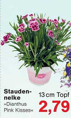Stauden- nelke »Dianthus Pink Kisses«