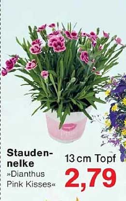 Staudennelke »Dianthus Pink Kisses« 13 cm Topf