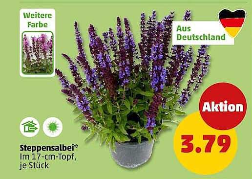Steppensalbei*