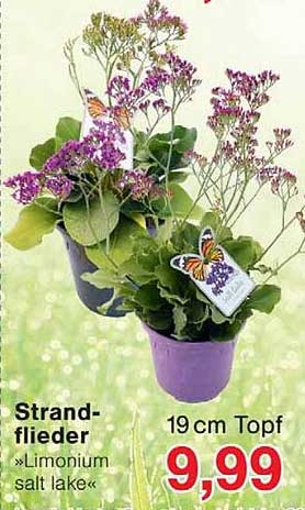 Strand-flieder »Limonium salt lake«