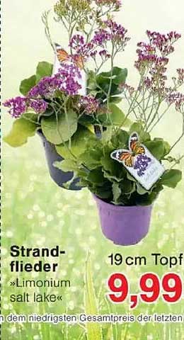 Strand-flieder «Limonium» salt lake
