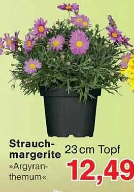 Strauch-margerite »Argyranthemum« 23 cm Topf
