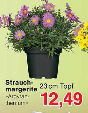 Strauch-margerite »Argyranthemum« 23 cm Topf
