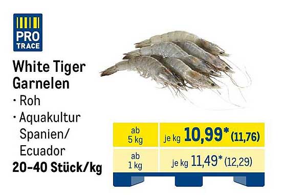 White Tiger Garnelen
