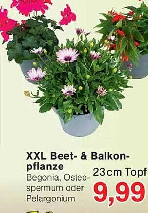 XXL Beet- & Balkon-pflanze