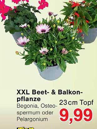XXL Beet- & Balkon-pflanze