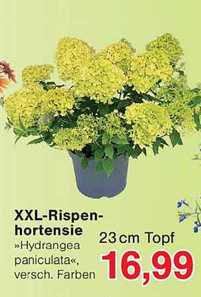 XXL-Rispen-hortensie