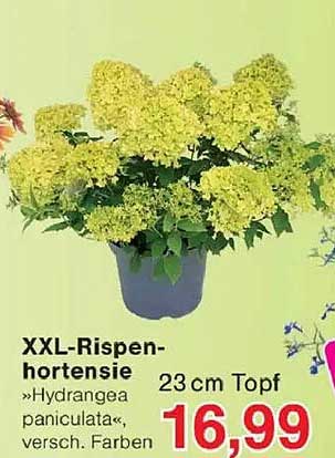 XXL-Rispen-hortensie