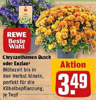 Chrysanthemen Busch oder Enzians
