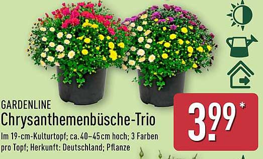 Chrysanthemenbüscher-Trio im 19-cm-Kulturtopf
