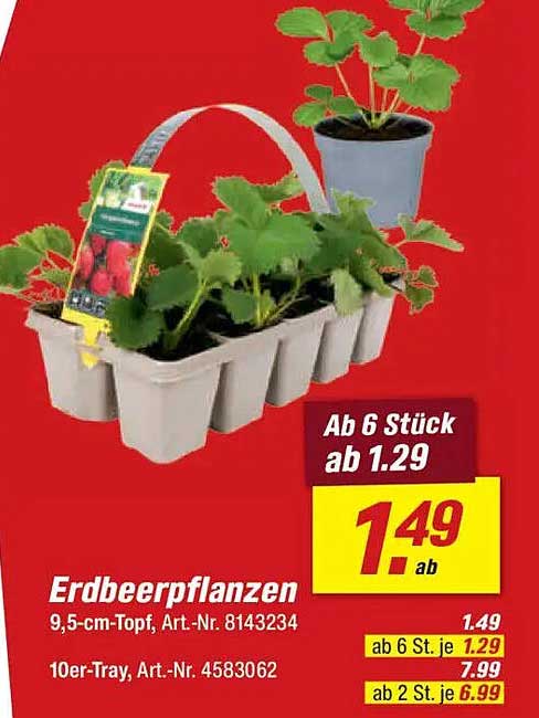 Erdbeerpflanzen – 9,5 cm-Topf, Art.-Nr. 8143234