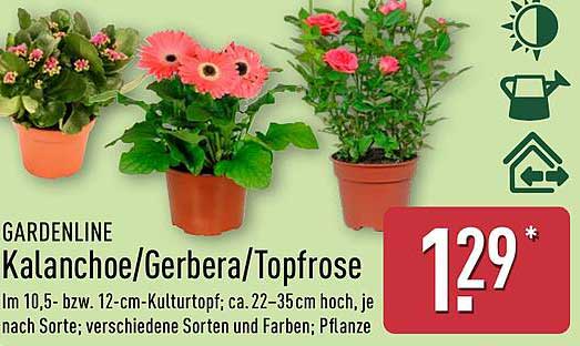 GARDENLINE Kalanchoe/Gerbera/Topfrose