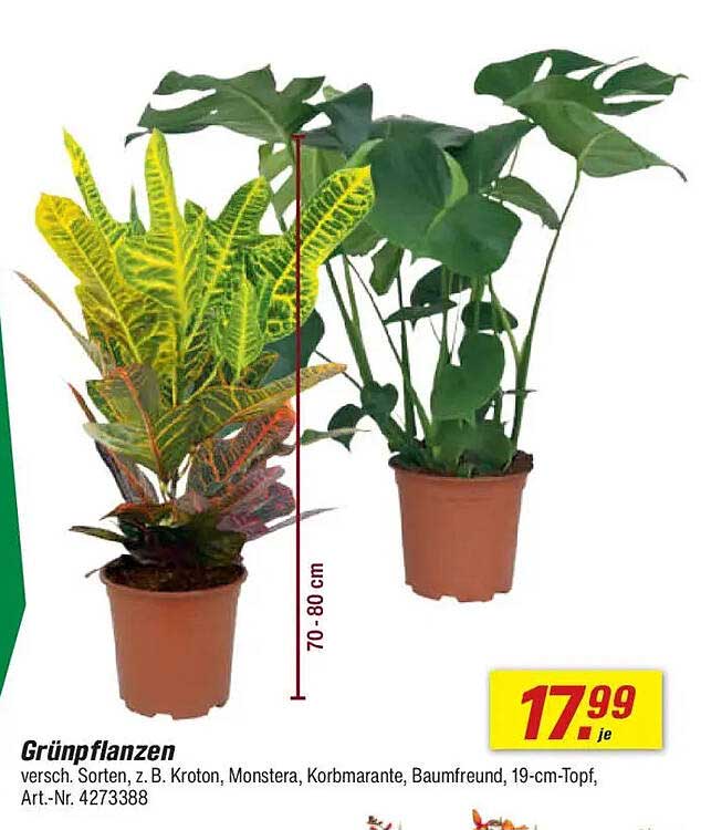 Grünpflanzen 19-cm-Topf – Verschiedene Sorten wie z. B. Kroton, Monstera, Korbmarante