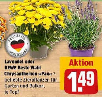 Lavendel oder REWE Beste Wahl Chrysanthemen »Pax« 1 beliebte Zierpflanzen für Garten und Balkon, je Topf