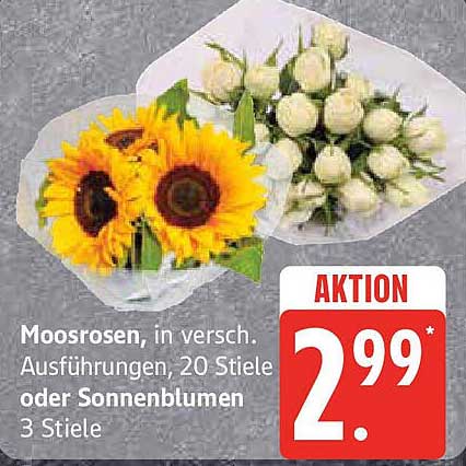 Moosrosen in verschiedenen Ausführungen, 20 Stiele oder Sonnenblumen, 3 Stiele - Aktion!