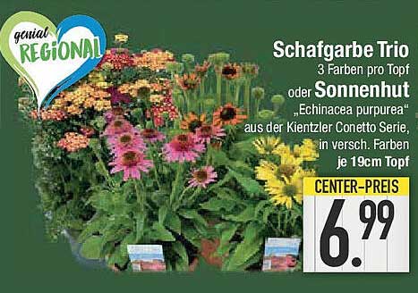 Schafgarbe Trio oder Sonnenhut (Echinacea purpurea) aus der Kientzler Conetto Serie