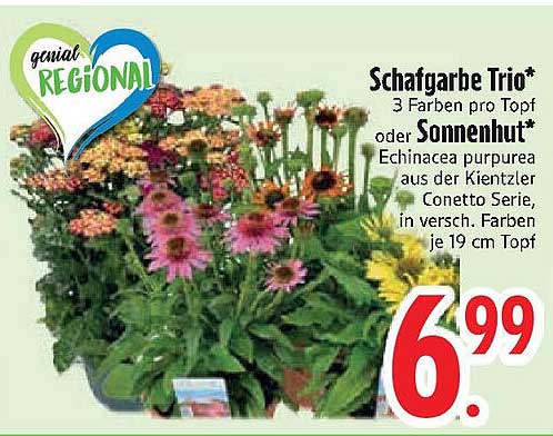 Schaftgarbe Trio* oder Sonnenhut* Echinacea purpurea aus der Kientzler Conetto Serie
