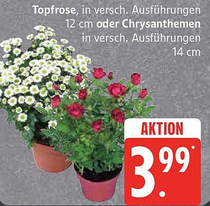 Topfrose in verschiedenen Ausführungen 12 cm oder Chrysanthemen in verschiedenen Ausführungen 14 cm