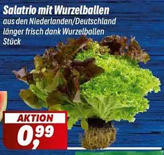 Salat Trio mit Wurzelballen