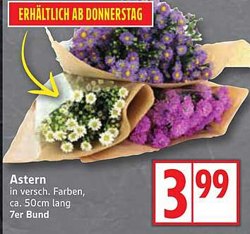 Aster in verschiedenen Farben, 7er Bund