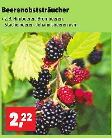 Beerenobststräucher – z.B. Himbeeren, Brombeeren, Stachelbeeren, Johannisbeeren uvm.