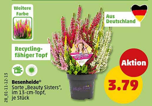 Besenheide 'Beauty Sisters' im 13-cm-Topf, je Stück