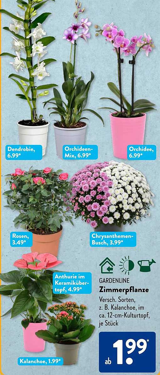 GARDENLINE Zimmerpflanze – Versch. Sorten, z. B. Kalanchoe, im ca. 12-cm-Kulturtopf, je Stück