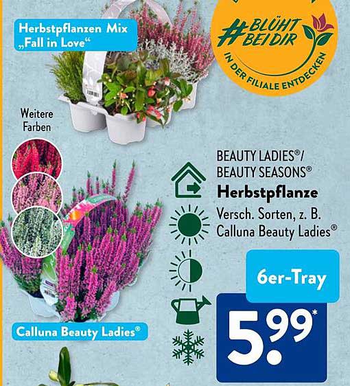 Herbstpflanzen Mix „Fall in Love“ - Calluna Beauty Ladies® im 6er-Tray
