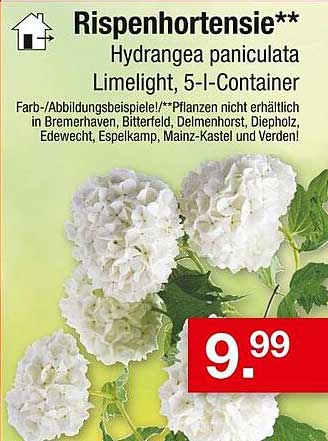 Rispenhortensie** Hydrangea paniculata Limelight, 5-l-Container